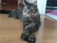 Mimi