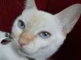 Ritinha