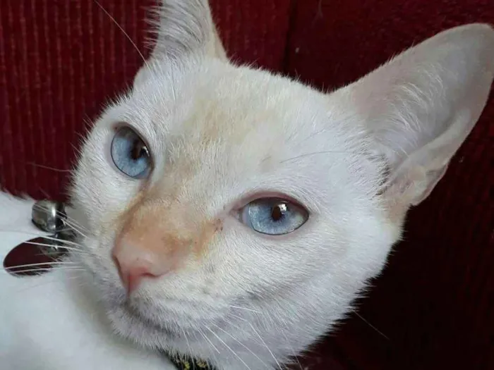 Gato ra a Sem raça definida idade 1 ano nome Ritinha
