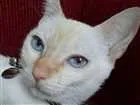 Gato raça Sem raça definida idade 1 ano nome Ritinha