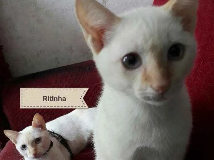 Gato ra a Sem raça definida idade 1 ano nome Ritinha