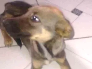 Cachorro raça Não especificado idade 2 a 6 meses nome Sem nome