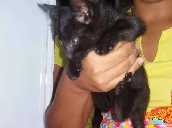 Gato ra a  idade Abaixo de 2 meses nome Jamie