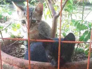Gato raça  idade Abaixo de 2 meses nome Gatinhas