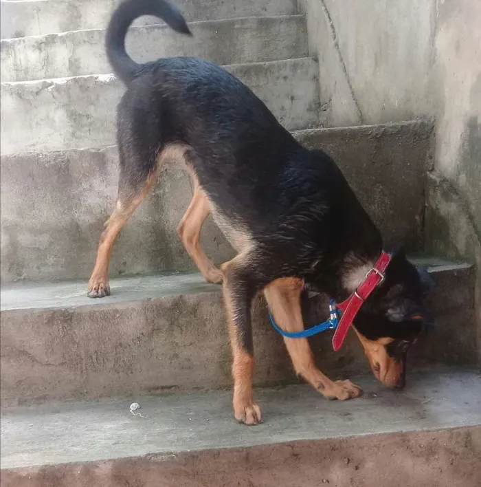 Cachorro ra a Vira lata idade 1 ano nome Airon