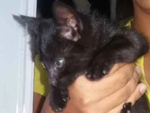 Gato raça  idade Abaixo de 2 meses nome Jamie