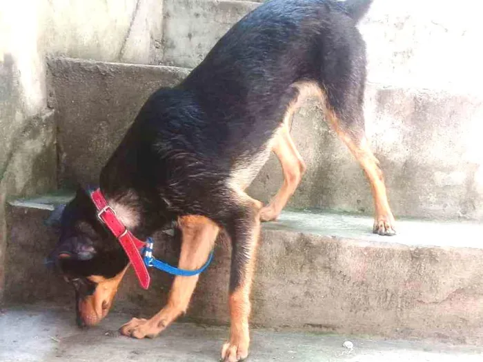 Cachorro ra a Vira lata idade 1 ano nome Airon