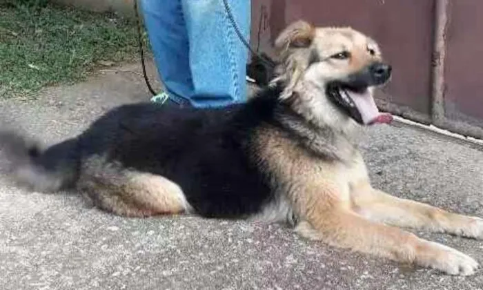 Cachorro ra a Pastor mestiça  idade 1 ano nome Diana