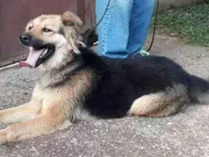 Cachorro raça Pastor mestiça  idade 1 ano nome Diana
