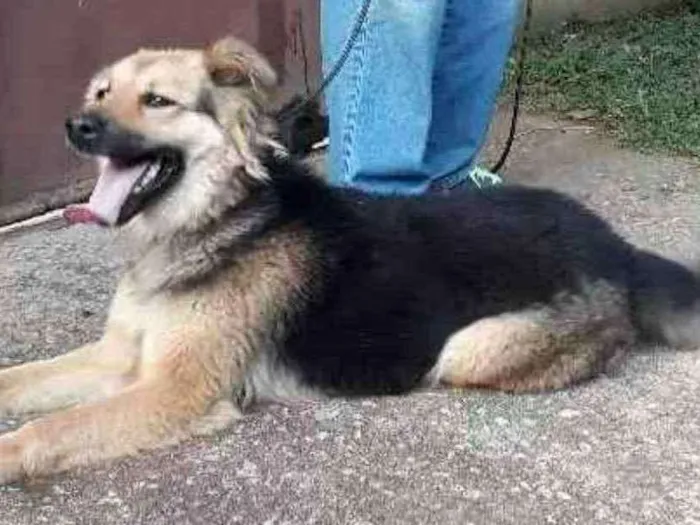 Cachorro ra a Pastor mestiça  idade 1 ano nome Diana