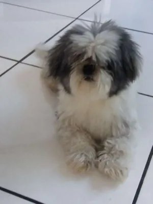 Cachorro raça Shih-tzu idade 6 ou mais anos nome Frederico