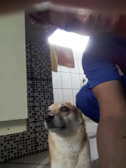 Cachorro raça Indefinida idade 2 anos nome Lady Mary