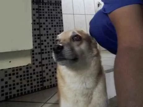 Cachorro raça Indefinida idade 2 anos nome Lady Mary