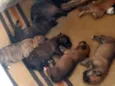 Cachorro