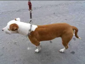 Cachorro raça Pittbull idade 5 anos nome Chakal