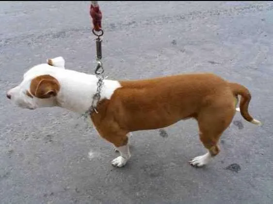 Cachorro ra a Pittbull idade 5 anos nome Chakal