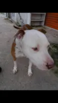 Chakal