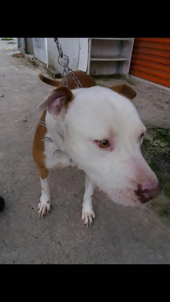 Cachorro ra a Pittbull idade 5 anos nome Chakal