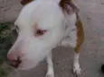 Chakal