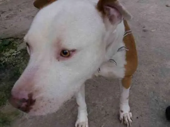 Cachorro ra a Pittbull idade 5 anos nome Chakal