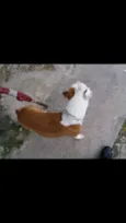 Chakal