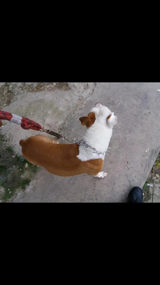Cachorro ra a Pittbull idade 5 anos nome Chakal