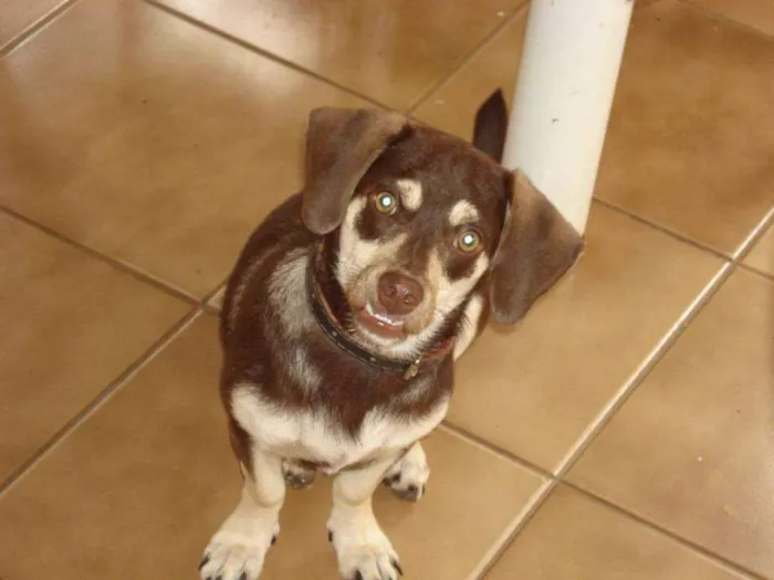 Cachorro ra a Basset idade 4 anos nome Toddy