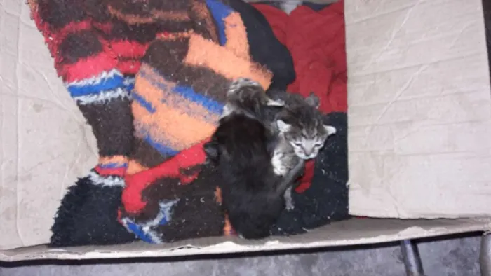 Gato ra a Comum  idade Abaixo de 2 meses nome Não tem 