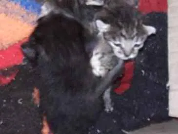 Gato ra a Comum  idade Abaixo de 2 meses nome Não tem 