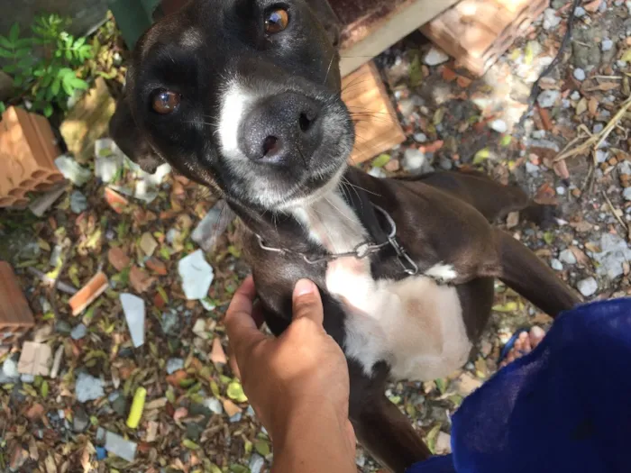 Cachorro ra a SRD  idade 2 anos nome Bilica