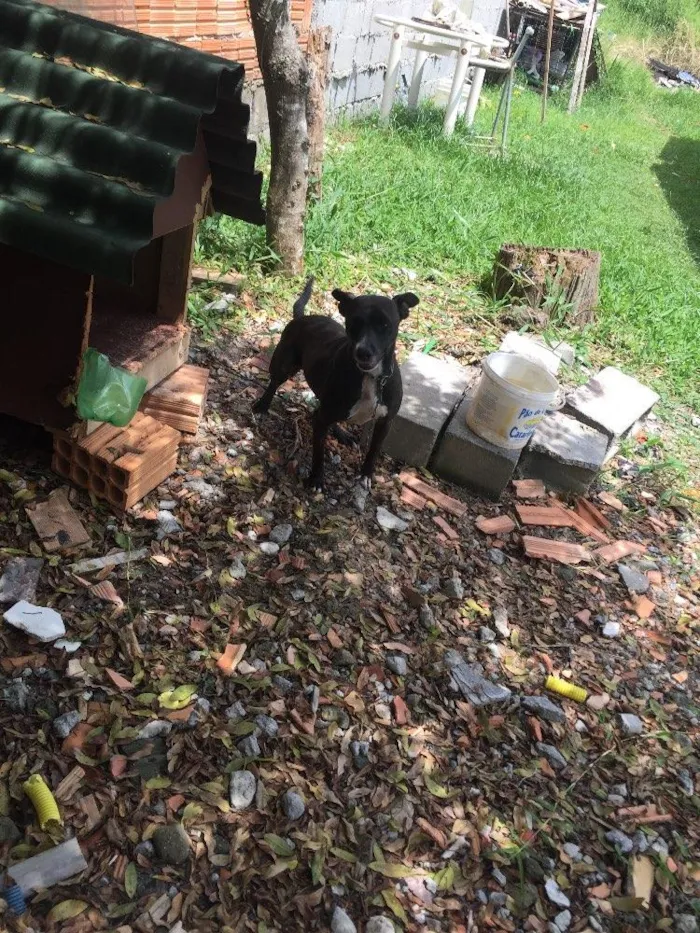 Cachorro ra a SRD  idade 2 anos nome Bilica