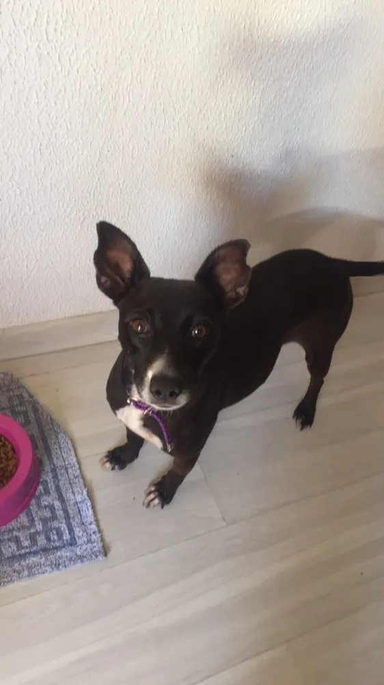 Cachorro ra a SRD  idade 2 anos nome Bilica