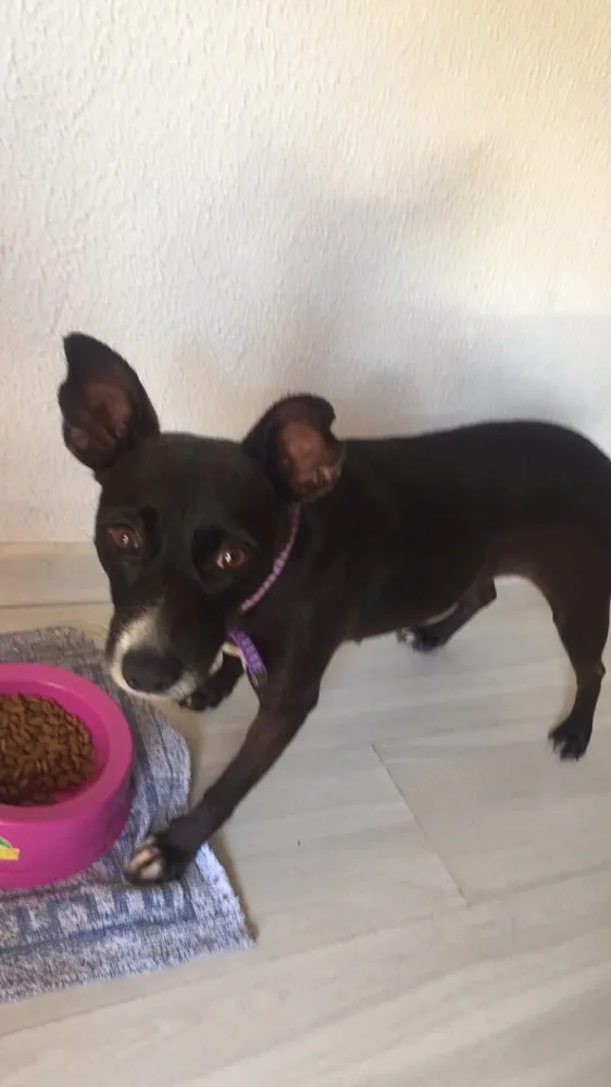 Cachorro ra a SRD  idade 2 anos nome Bilica