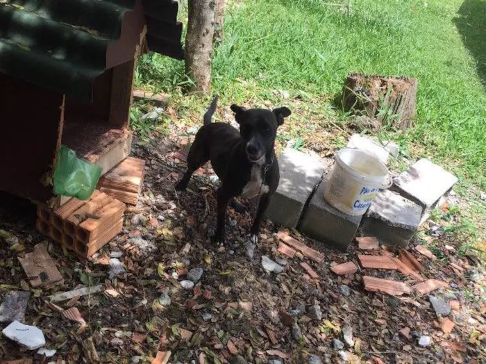 Cachorro ra a SRD  idade 2 anos nome Bilica