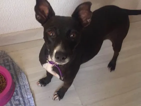 Cachorro ra a SRD  idade 2 anos nome Bilica