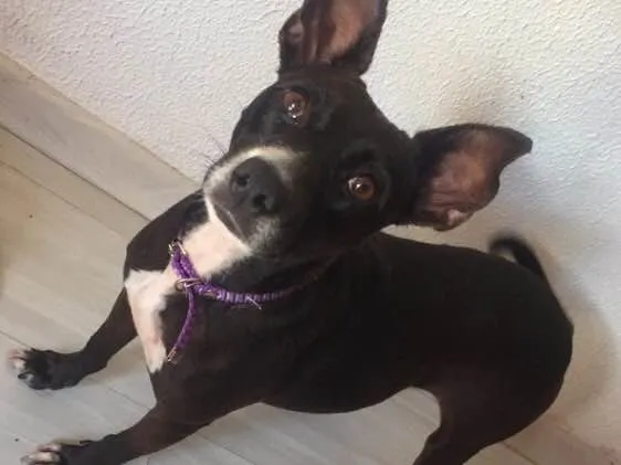 Cachorro ra a SRD  idade 2 anos nome Bilica