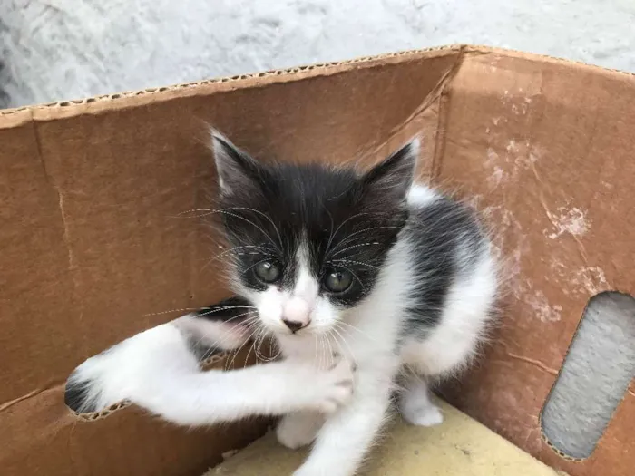 Gato ra a  idade 2 a 6 meses nome filhotinhos