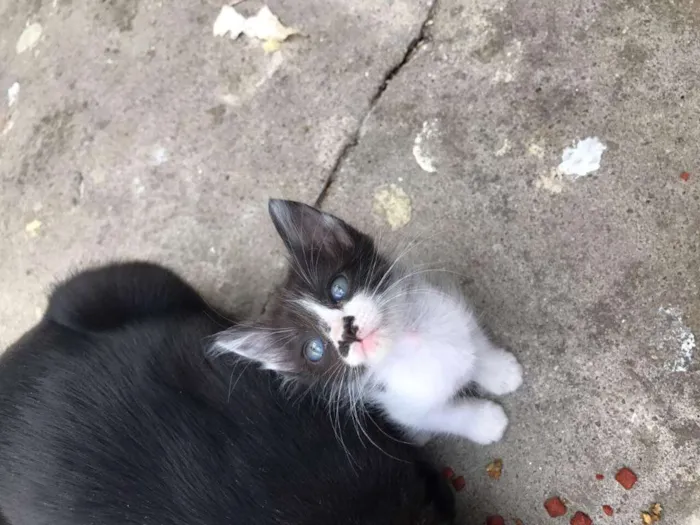 Gato ra a  idade 2 a 6 meses nome filhotinhos