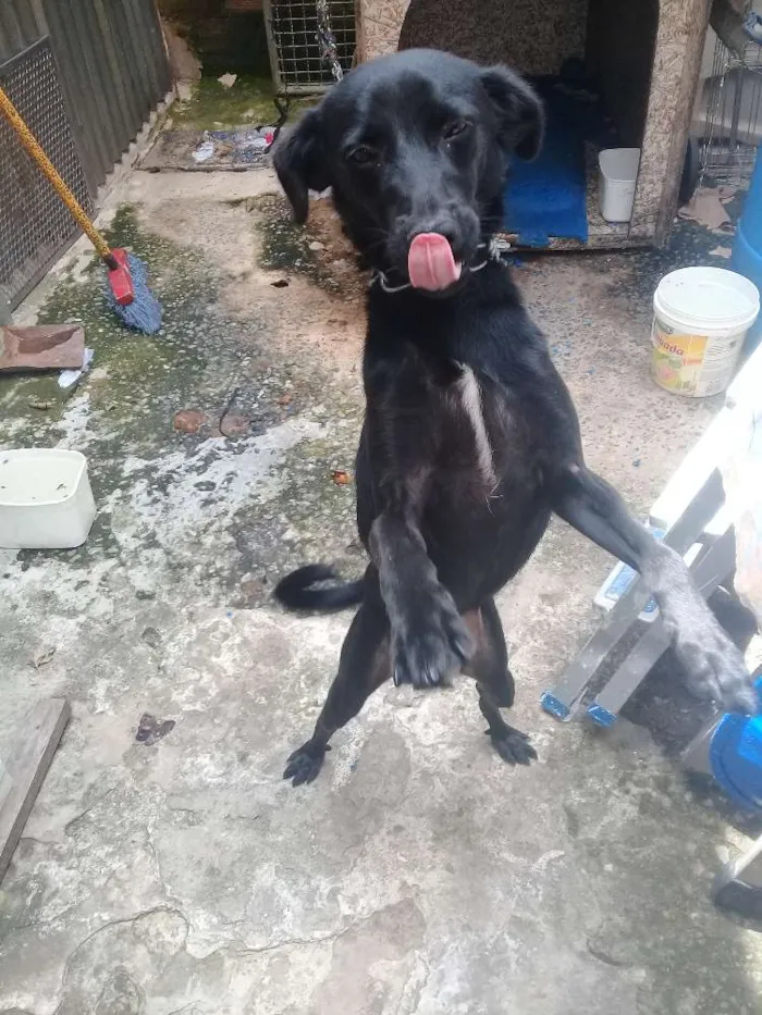 Cachorro ra a SRD idade 1 ano nome Bumer