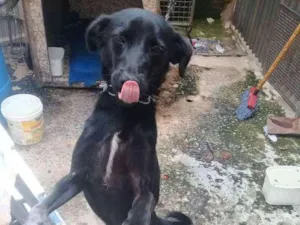 Cachorro raça SRD idade 1 ano nome Bumer