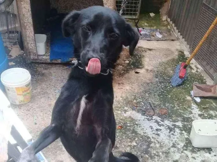 Cachorro ra a SRD idade 1 ano nome Bumer