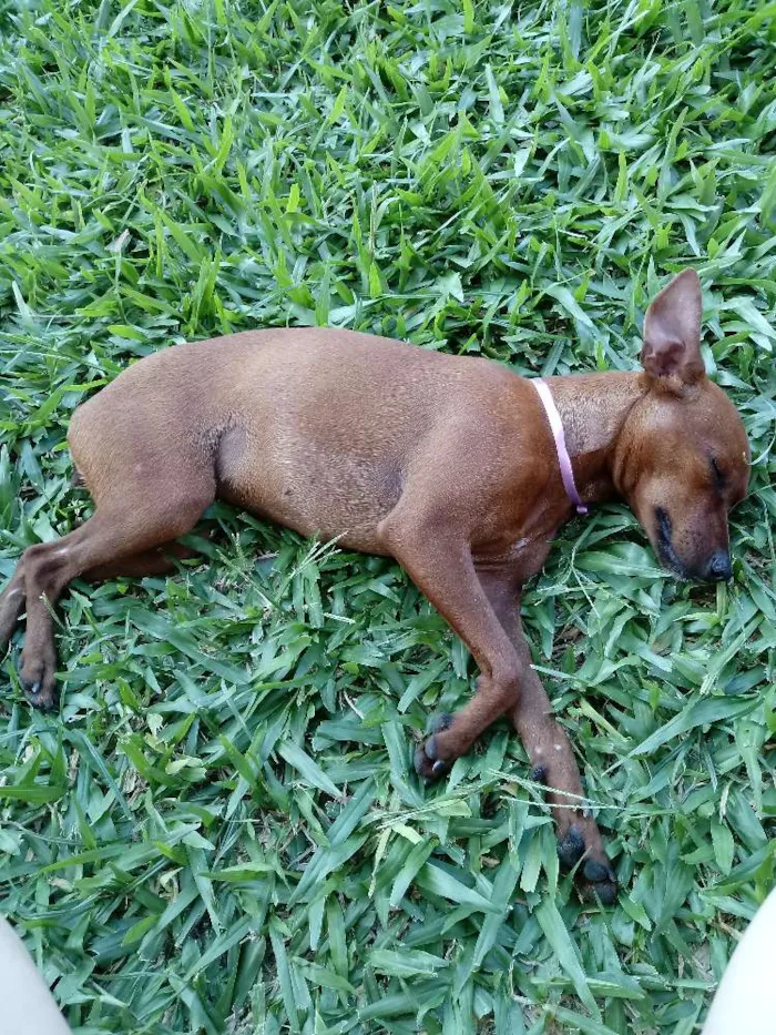 Cachorro ra a Pinscher idade 3 anos nome Pituxa