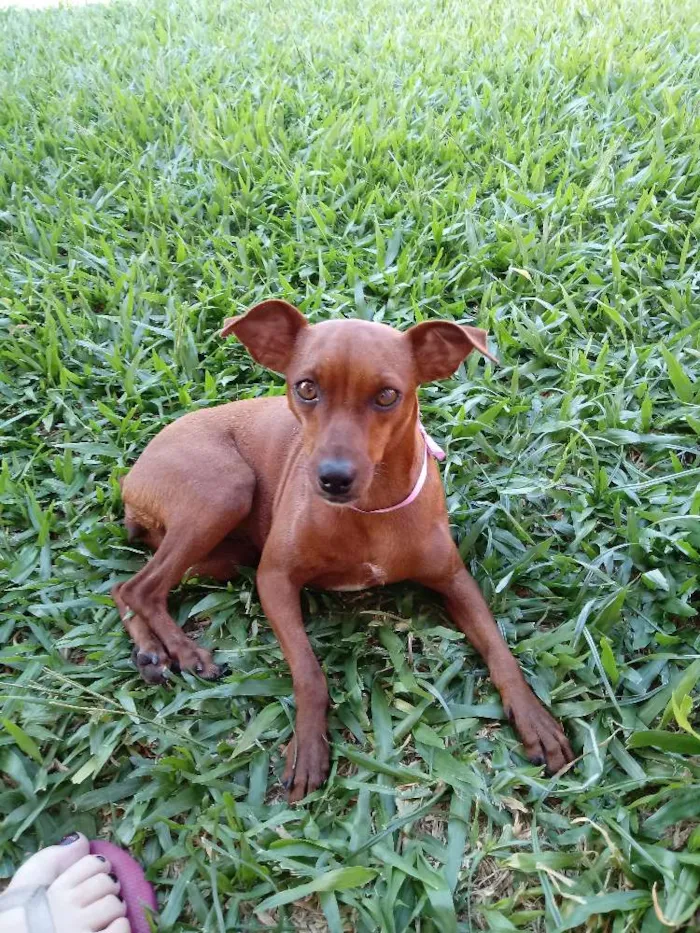 Cachorro ra a Pinscher idade 3 anos nome Pituxa