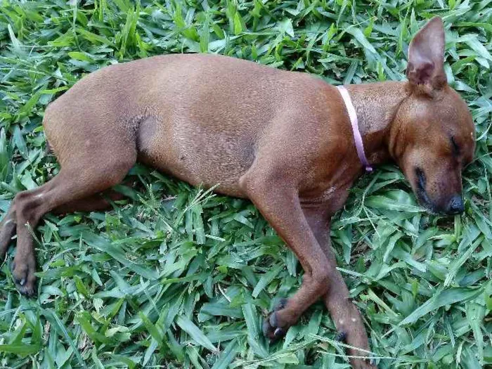 Cachorro ra a Pinscher idade 3 anos nome Pituxa