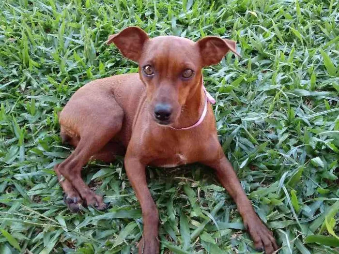 Cachorro ra a Pinscher idade 3 anos nome Pituxa