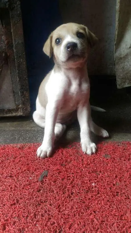Cachorro ra a vira lata idade Abaixo de 2 meses nome Sara