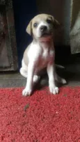Sara