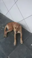 Rex
