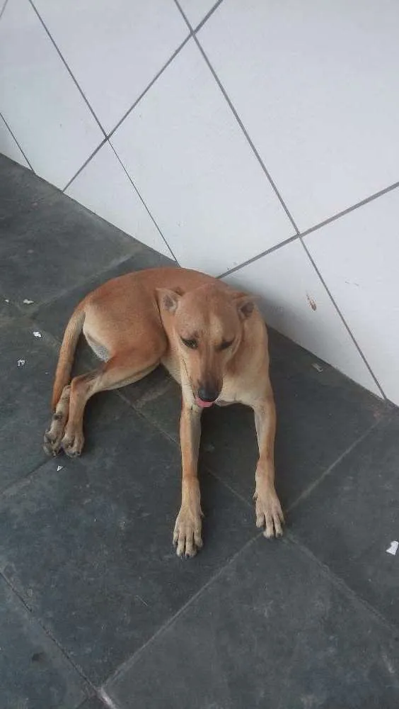 Cachorro ra a Sem raça definida cara idade 1 ano nome Rex