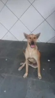Rex